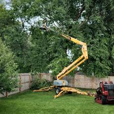 Trusted Ludowici, GA Tree Removal Services Experts